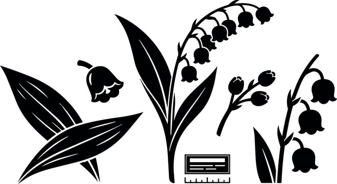 Minimalist silhouette botanical illustration of lily of the valley sprigs close up with scale ruler isolated black flat elements vector