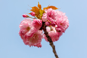 Pink cherry blossoms against the blue sky in the park