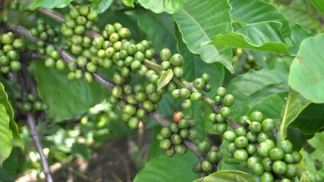 A coffee bean is a seed of the Coffea plant and the source for coffee. It is the pip inside the red or purple fruit. This fruit is often referred to as a coffee cherry. Muria coffee from Java.
