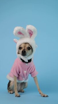 dog with bunny ears posing, cute canine dressed for holiday, easter card design concept