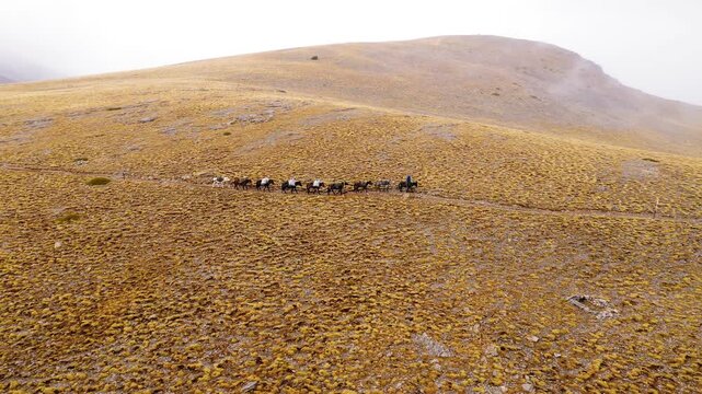 Slow panning drone shot of pack animals following their shepherd across the alpine plateau beneath overcast skies