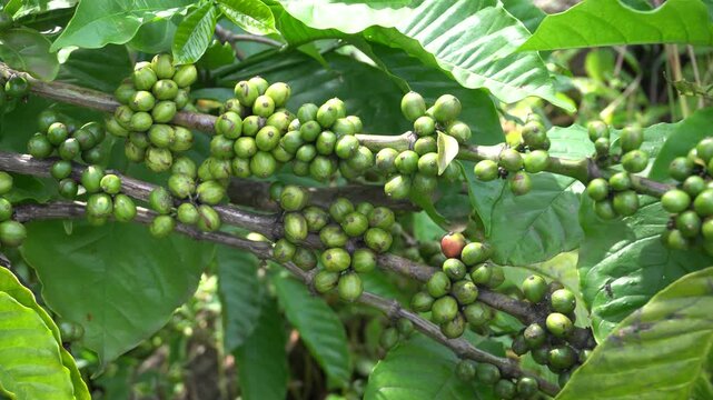 A coffee bean is a seed of the Coffea plant and the source for coffee. It is the pip inside the red or purple fruit. This fruit is often referred to as a coffee cherry. Muria coffee from Java.