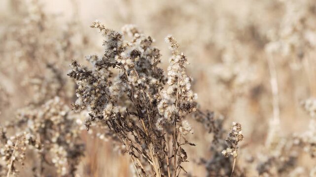 Cluster of dry wildflowers with delicate seed heads in sunlight. Detailed natural texture and earthy tones in open field.