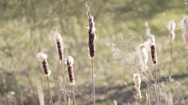 Brown cattails standing tall in soft afternoon sunlight. Tranquil wetland scene with gentle movement and shallow depth of field.