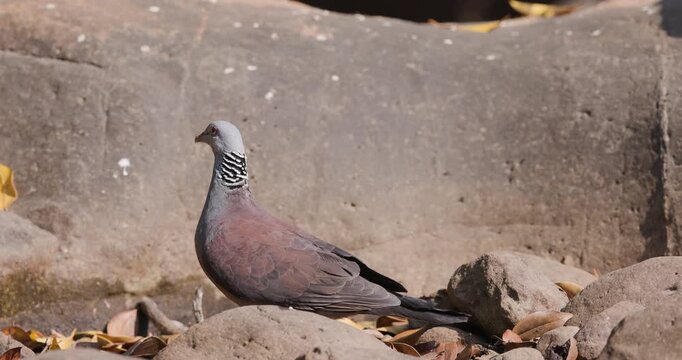 Rare Nilgiri Wood Pigeon drinks from a stream and takes off in graceful slow motion.