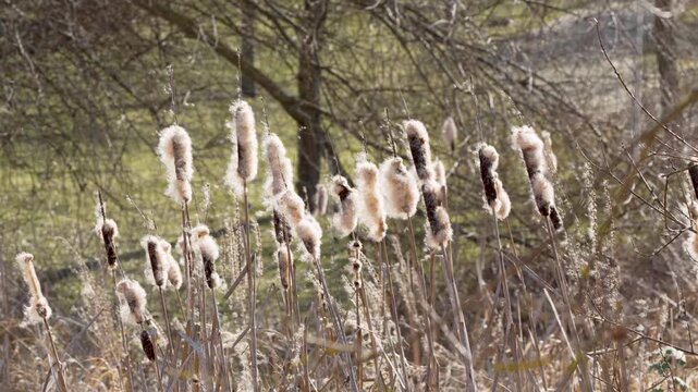 Tall cattails moving gently in bright natural light. Peaceful wetland scene with soft background and floating seeds.