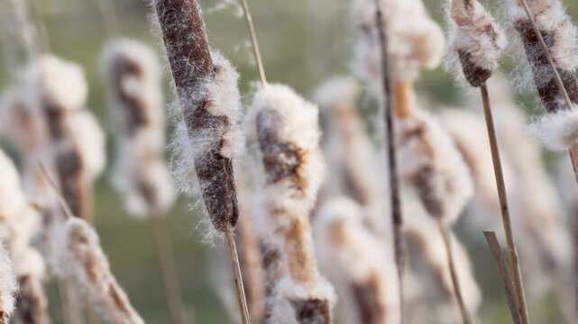 Multiple cattails standing in a calm marsh landscape. Gentle light and shallow depth of field create a serene mood.