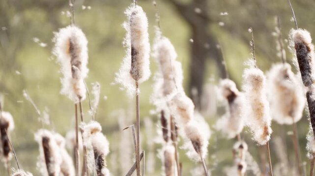 Fluffy cattail seeds drifting through bright sunlight. Atmospheric spring scene with natural motion and soft focus.
