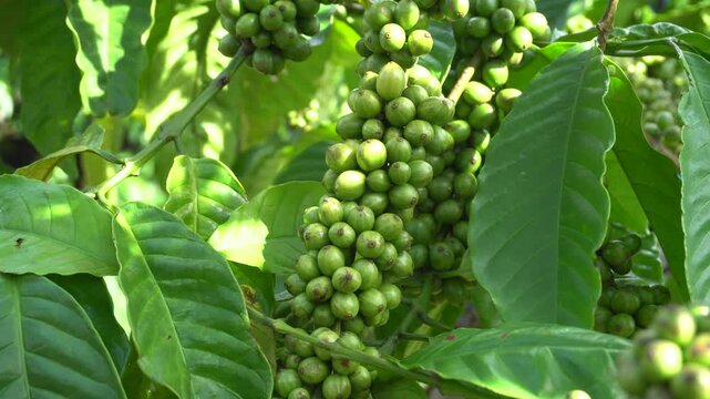 A coffee bean is a seed of the Coffea plant and the source for coffee. It is the pip inside the red or purple fruit. This fruit is often referred to as a coffee cherry. Muria coffee from Java.
