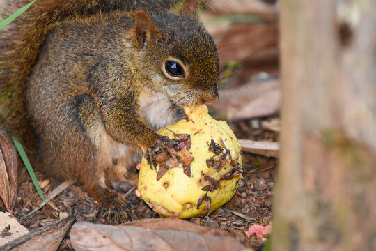 squirrel eating guayaba