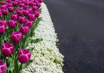 Vibrant pink tulips and white flowers by a roadside