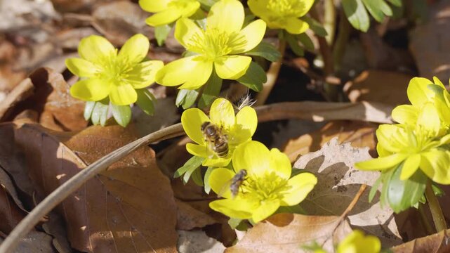 Close-up of bee covered in pollen on a bright spring flower. Natural wildlife activity captured in warm sunlight.