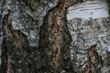 Obraz premium birch bark close-up macro