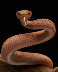 Fototapeta premium A stunning close-up of a reddish-orange bush viper Trimeresurus purpureomaculatus with keeled scales, flicking its forked tongue against a dark, blurry green background, 01 March 2026 Indonesia