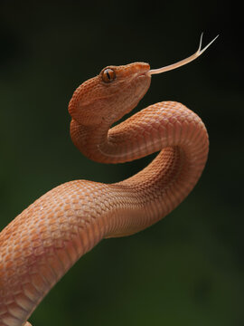A stunning close-up of a reddish-orange bush viper Trimeresurus purpureomaculatus with keeled scales, flicking its forked tongue against a dark, blurry green background, 01 March 2026 Indonesia