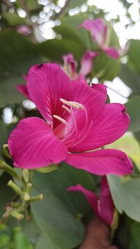 The vibrant blossoms of Bauhinia purpurea exhibit bilobed leaves and striking purple petals with prominent stamens, representing ornamental and ecological value in tropical landscapes.