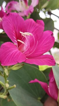 The vibrant blossoms of Bauhinia purpurea exhibit bilobed leaves and striking purple petals with prominent stamens, representing ornamental and ecological value in tropical landscapes.