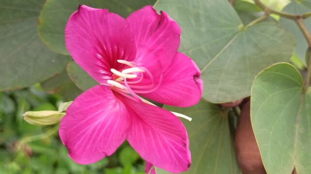 The vibrant blossoms of Bauhinia purpurea exhibit bilobed leaves and striking purple petals with prominent stamens, representing ornamental and ecological value in tropical landscapes.