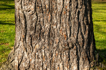 Obraz premium Detailed bark texture of an old tree trunk, showing rough natural patterns. Organic forest background ideal for nature, ecology, and environmental design concepts. Series 