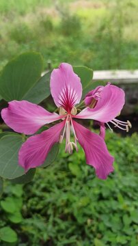 The vibrant blossoms of Bauhinia purpurea exhibit bilobed leaves and striking purple petals with prominent stamens, representing ornamental and ecological value in tropical landscapes.
