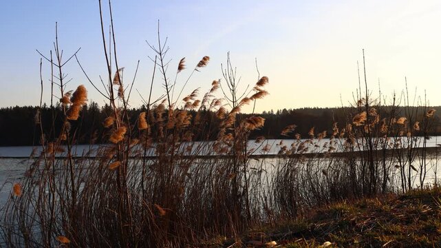 Reeds and cattails (Typha latifolia) swaying in the wind while young tree and shrub shoots remain still, capturing the quiet contrast of movement and calm in a peaceful lakeside landscape