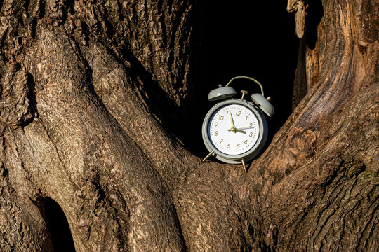 Vintage alarm clock in a textured tree hollow. Concept of biological clock, spring forward daylight saving time, or deadline in nature.