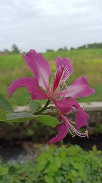 The vibrant blossoms of Bauhinia purpurea exhibit bilobed leaves and striking purple petals with prominent stamens, representing ornamental and ecological value in tropical landscapes.