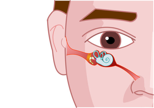 Ear anatomy, parts. Structure of outer, middle inner ear diagram. its position relative to the eyes and nose. Transparent, viewed from the front, man face. Illustration vector.