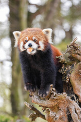 Fototapeta premium red panda