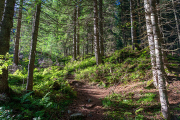 Fototapeta premium Wild Spruce Forest of Roztoka Valley.