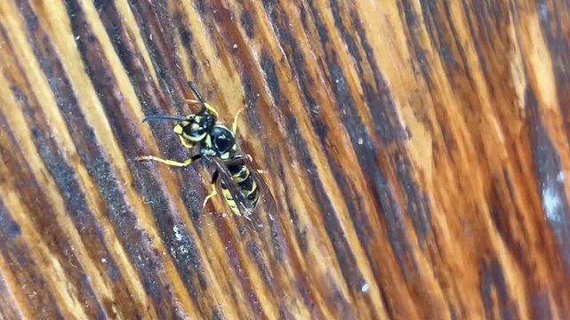 In the summer, a wasp cleans its legs on a wooden table in the country.