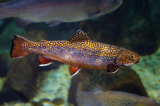 Truite mouchet&eacute;e aux reflets dor&eacute;s dans les eaux profondes. 