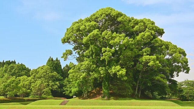 古墳を包み込む巨木：
観光スポット「虚空蔵塚古墳」とクスの大木
玉名市
A giant tree envelops a burial mound:
Tourist spot "Kokuzozuka Tomb" and a large camphor tree
Tamana City