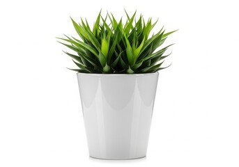 A vibrant green plant in a modern white pot on a white background isolated on white background