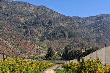 Valley of ordered rows