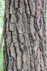 Obraz premium Weathered surface showcasing organic structure. Timber exterior detail with rugged formation. Close grain pattern for rustic backdrop. Aged wooden skin displaying earthy tone