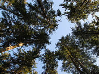 Obraz premium pine trees against blue sky