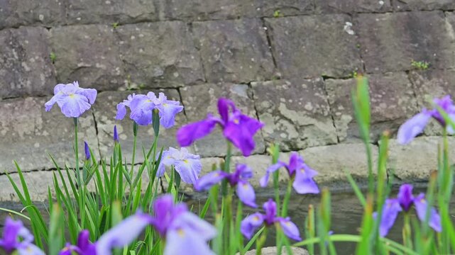 江戸時代の石橋を背景に咲く満開のハナショウブ
「江戸の面影を残す石垣と、凛と咲く花菖蒲。時を超えた日本の美がここにあります。」
熊本県玉名市「高瀬裏川花しょうぶまつり」
Irises in full bloom against the backdrop of an Edo-period stone bridge