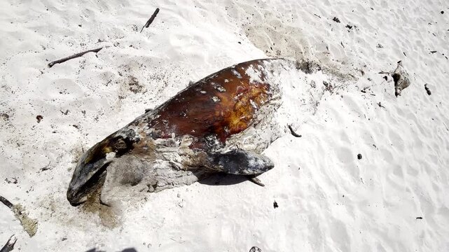 Long-finned pilot whale (Globicephala melas) remains decomposing on sandy beach