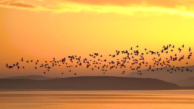 Flock of graylag geese migrating across Icelandic lake at sunset, silhouetted birds flying over calm golden water with mountain backdrop and dramatic orange sky. Tracking shot.