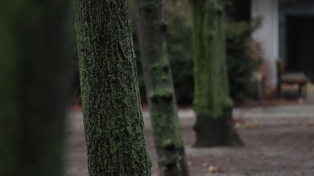 Row of trees in a park with selective focus on the first tree in Berlin city, Germany by daylight.