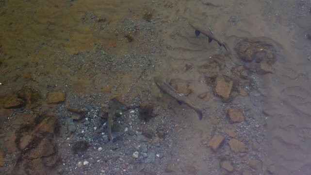 A rare natural moment showing Salmo trutta spawning in a crystal-clear stream, with flowing water, rocky riverbed, and pristine wilderness surrounding this life cycle event in Iceland.