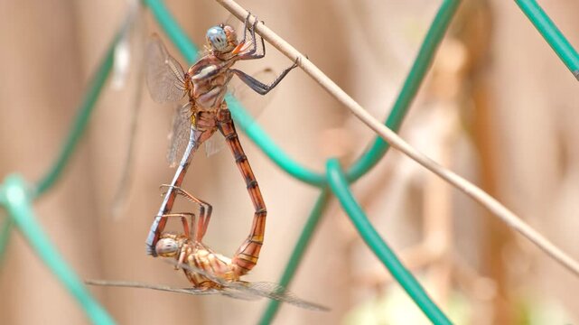 Mating ritual by pair of dragonflies with slender bodies in wheel position