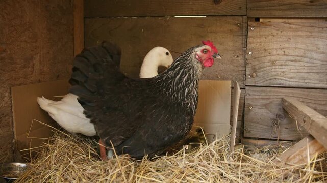 A dark hen and a white duck coexist in a wooden nesting box lined with dry straw. Small ducklings are visible near the birds within the rustic farm enclosure.