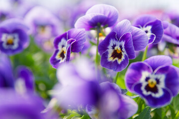Obraz premium violet flowers in the garden