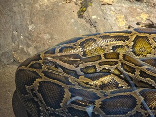 Fototapeta premium Coiled Burmese python on a gray rock surface.