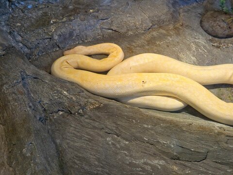 Albino Burmese Python with pale yellow markings coiled beside a dark gray rock water pond