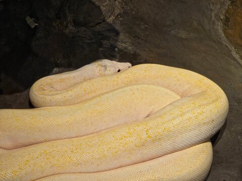 Albino Burmese Python with Pale Yellow and White Scales Resting on a Dark Rock. 