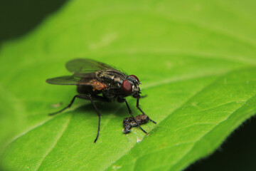 macro photo of housefly facing back	