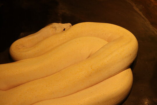 Coiled Albino Burmese Python with Pale Yellow and White Scales Resting in a Dark Enclosure.
